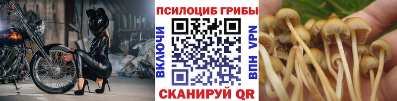 Галлюциногенные грибы прущие грибы  Купить где  Дмитриев 